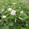 Cornus sericea Plant - Budds Yellow
