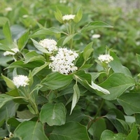 Cornus sericea Plant - Budds Yellow