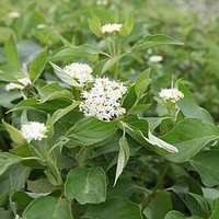Cornus sericea Plant - Budds Yellow