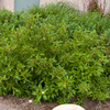 Cornus sericea Plant - Firedance