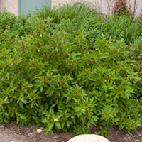 Cornus sericea Plant - Firedance