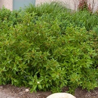 Cornus sericea Plant - Firedance® First Editions®