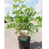 Cornus sericea Plant - Flaviramea