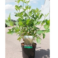 Cornus sericea Plant - Flaviramea