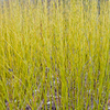 Cornus sericea Plant - Flaviramea