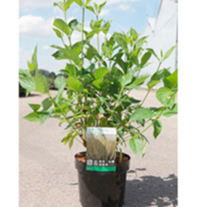 Cornus sericea Plant - Flaviramea