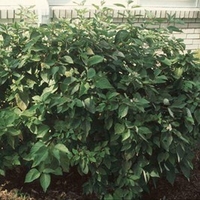 Cornus sericea Plant - Isanti