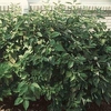 Cornus sericea Plant - Isanti