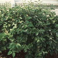 Cornus sericea Plant - Isanti