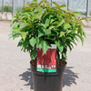 Cornus sericea Plant - Kelseyi
