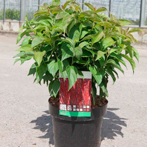 Cornus sericea Plant - Kelseyi