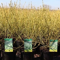 Cornus sericea Plant - White Gold