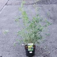 Coronilla Citrina