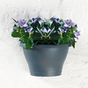 Corscia Wall Basket 25cm