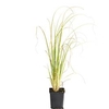 Cortaderia selloana White 1 Litre Pot x 1