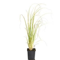 Cortaderia selloana White 1 Litre Pot x 1