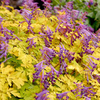 Corydalis Plant - Berry Exciting