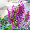 Corydalis Plant - Blackberry Wine