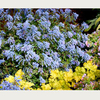 Corydalis Plant - Blue Dragon
