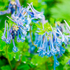 Corydalis Plant - Blue Line