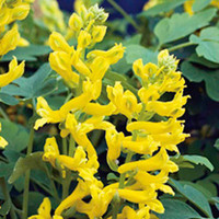 Corydalis Plant - Canary Feathers