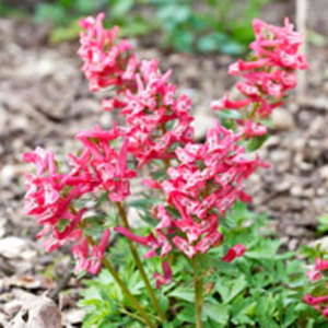 Corydalis Plant - George Baker
