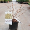 Corylopsis pauciflora Plant