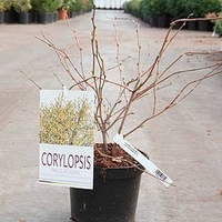 Corylopsis pauciflora Plant