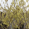 Corylopsis spicata Plant