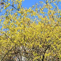 Corylopsis spicata Plant