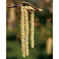 Corylus avelana (Hazel) Plant - 2L Value Hedging Range