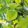 Corylus avelana (Hazel) Plants - 2L Value Hedging Range