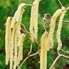 Corylus Avellana Contorta