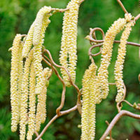 Corylus Avellana Contorta