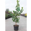 Corylus avellana Plant - Contorta