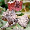 Corylus avellana Plant - Red Majestic®