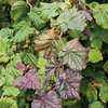 Corylus Plant - Red Majestic