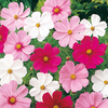 Cosmea Seeds - Sonata Dwarf Mix