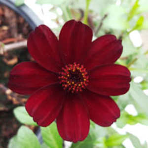 Cosmos & Lobelia Twinpack