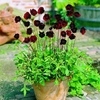 Cosmos Plant - Choca Mocha