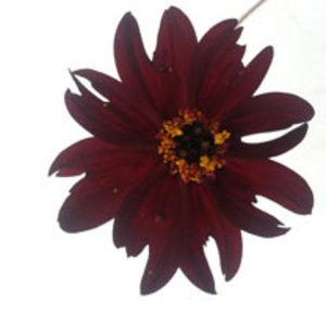 Cosmos Plant - Eclipse