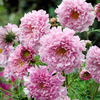 Cosmos Plant - Rose Bonbon