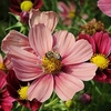 Cosmos Plants - Antiquity