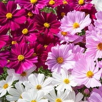 Cosmos Plants - Apollo Mix