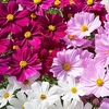 Cosmos Plants - Apollo Mixed