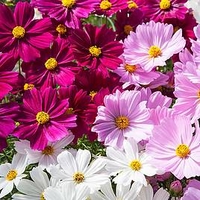 Cosmos Plants - Apollo Mixed