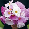 Cosmos Plants - Cupcakes and Saucers Mix