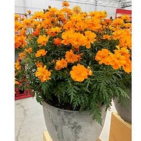 Cosmos Plants - Mandarin