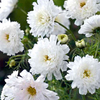 Cosmos Plants - White Knight