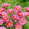 Cosmos Plants - Xsenia